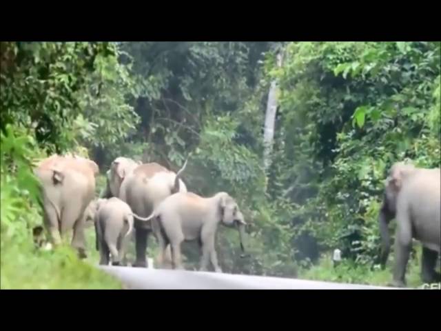 Elephants in  Kerala